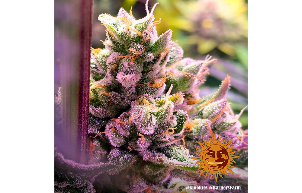 Glookies Fem 5 pk