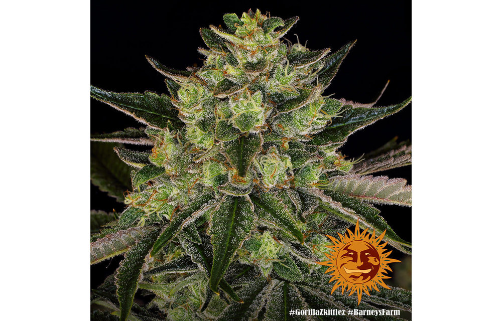 Gorilla Zkittlez Fem 5 pk
