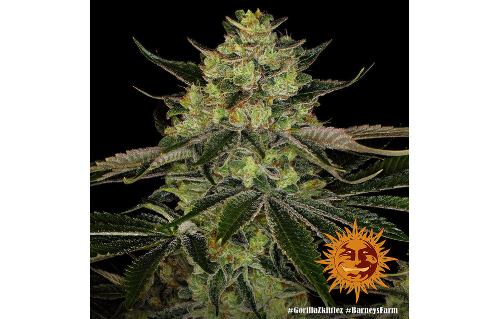 Gorilla Zkittlez Fem 5 pk