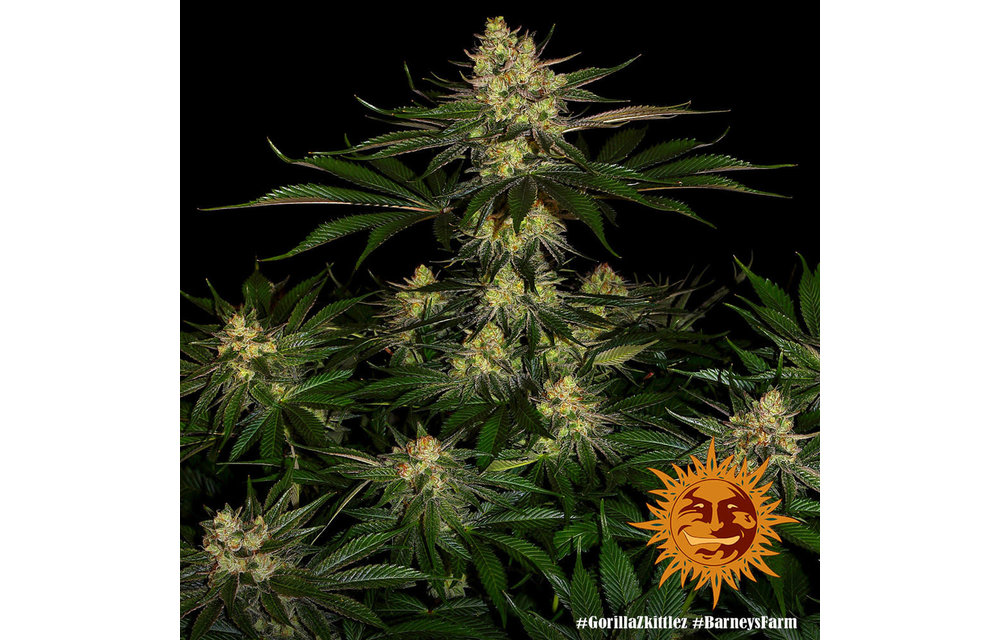Gorilla Zkittlez Fem 5 pk