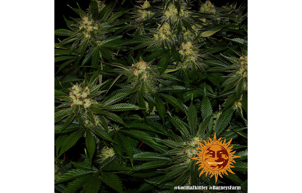 Gorilla Zkittlez Fem 5 pk
