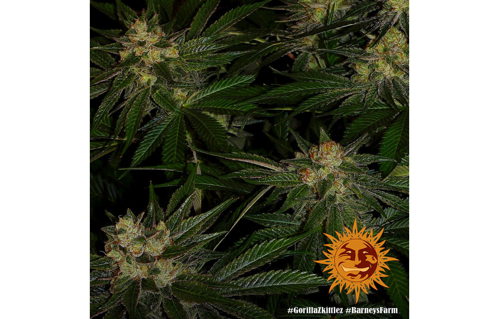 Gorilla Zkittlez Fem 5 pk