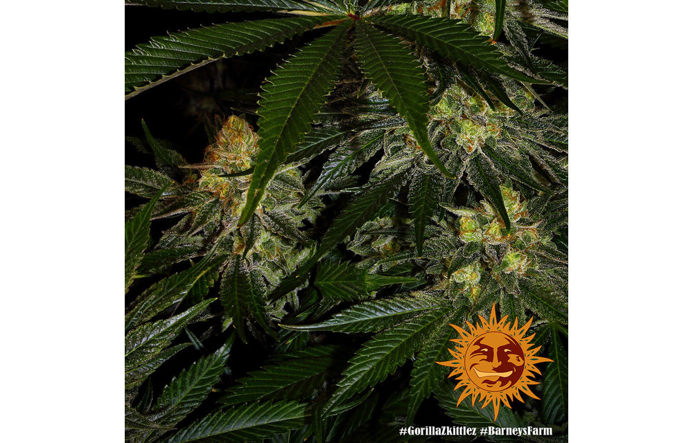 Gorilla Zkittlez Fem 5 pk
