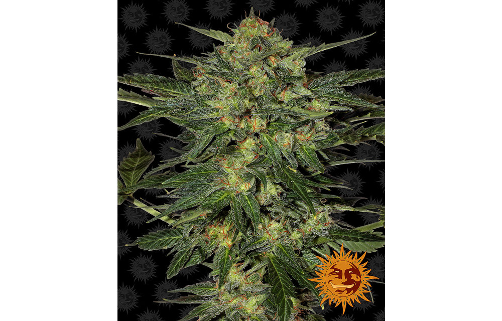LSD Fem 5 pk