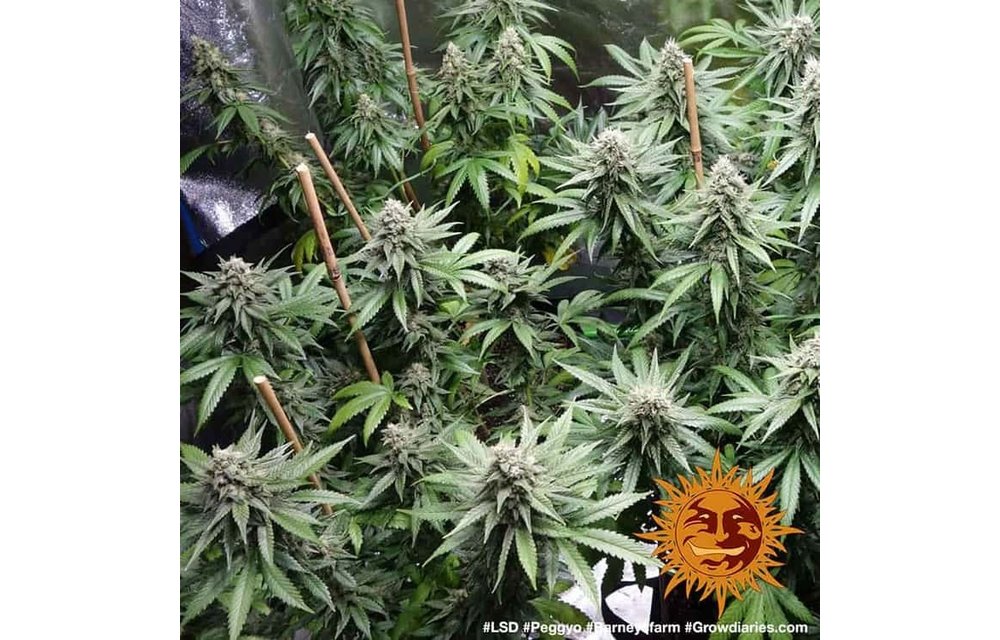 LSD Fem 5 pk