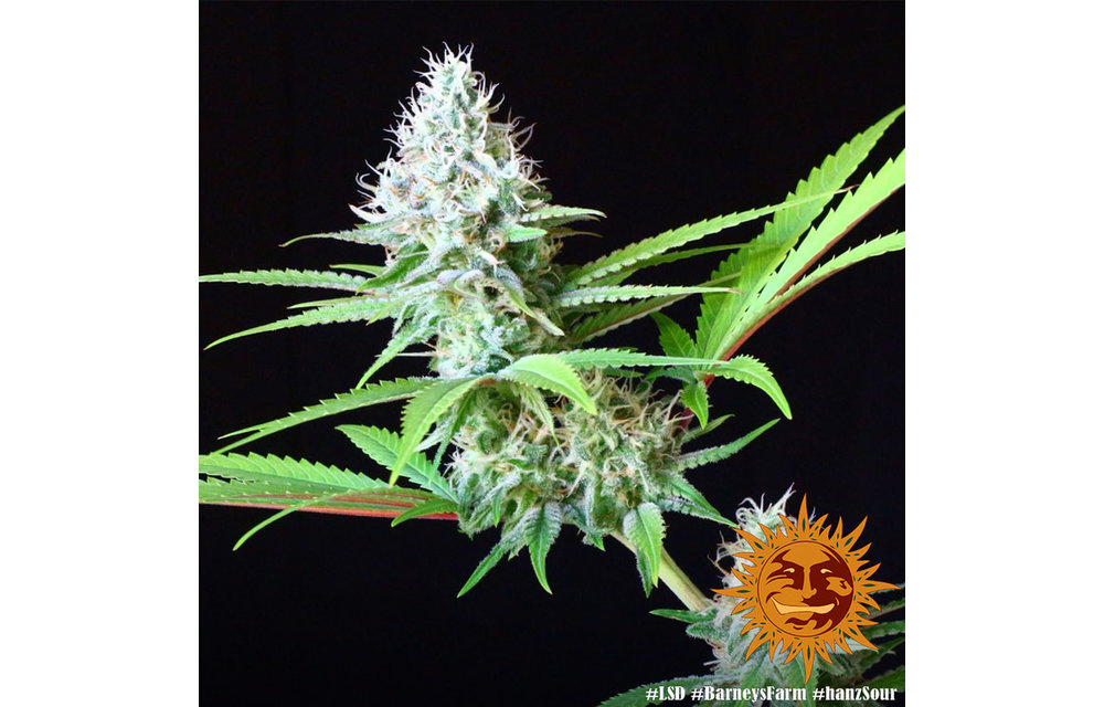 LSD Fem 5 pk