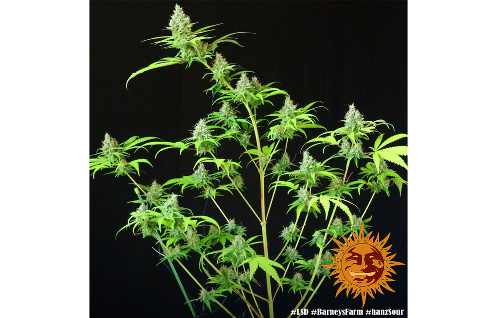 LSD Fem 5 pk