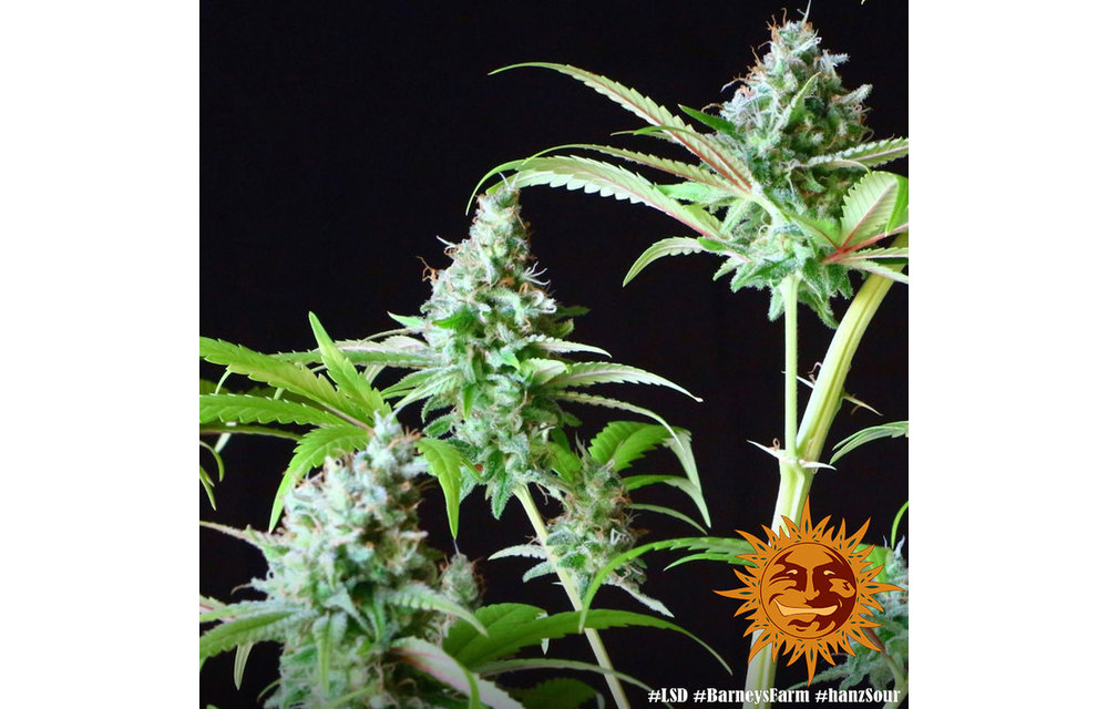 LSD Fem 5 pk