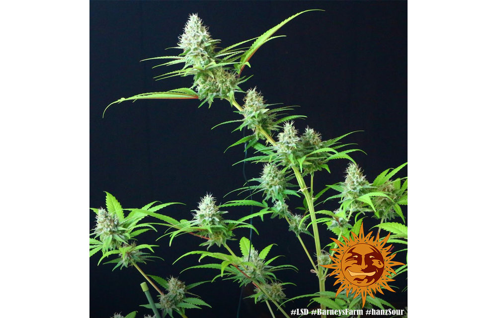 LSD Fem 5 pk