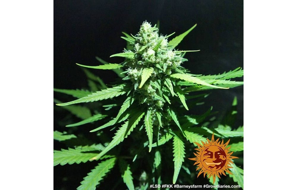 LSD Fem 5 pk