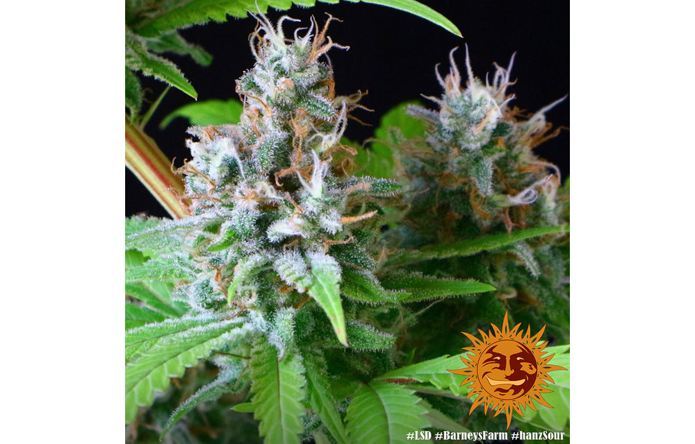 LSD Fem 5 pk