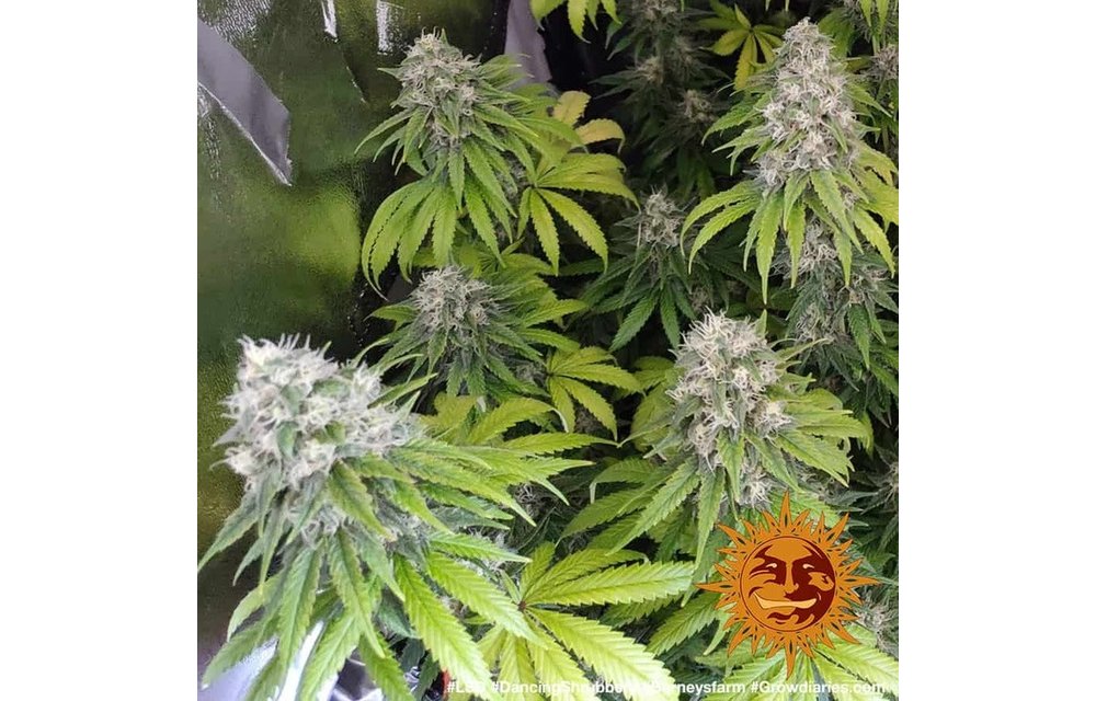 LSD Fem 5 pk