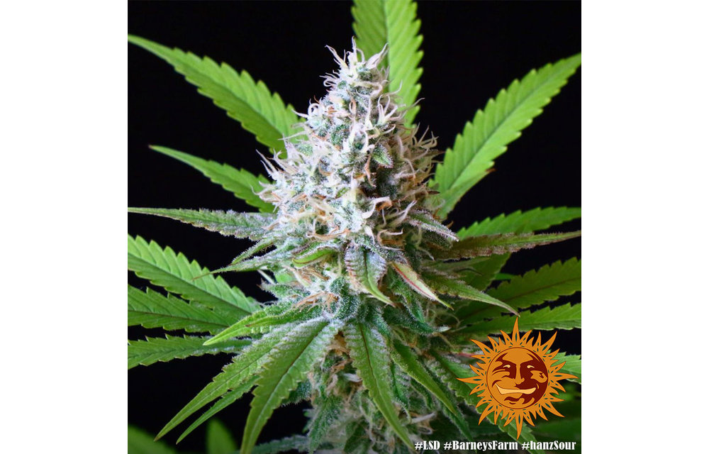 LSD Fem 5 pk