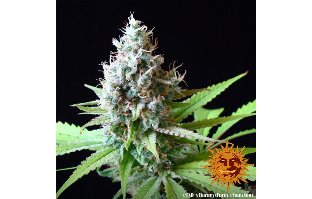 LSD Fem 5 pk
