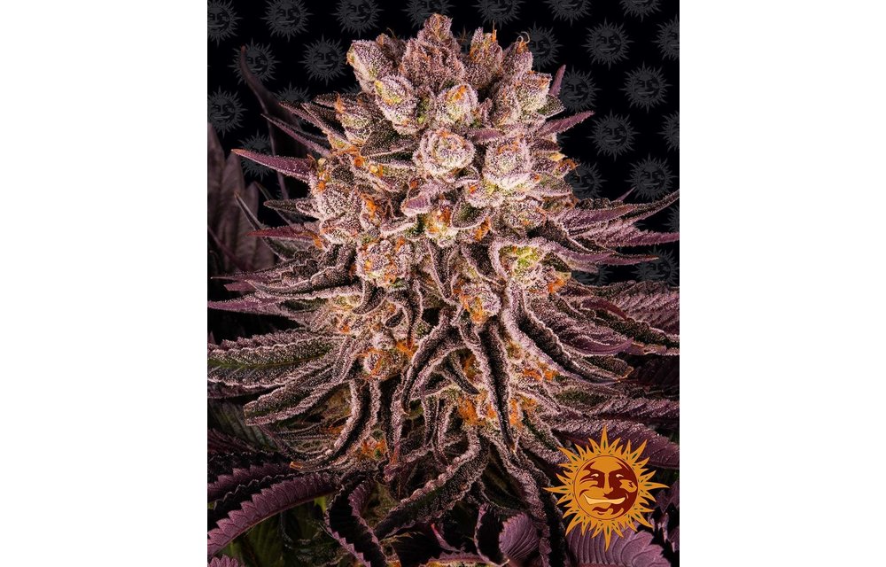 Mimosa x Orange Punch Fem 5 pk
