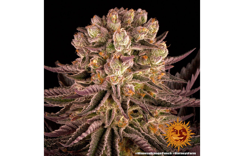 Mimosa x Orange Punch Fem 5 pk