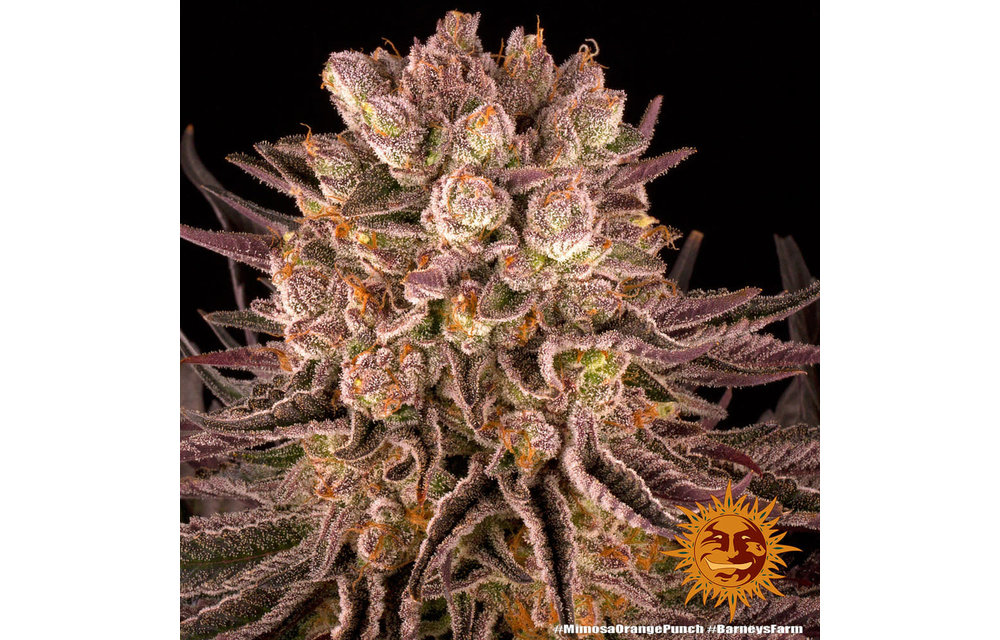 Mimosa x Orange Punch Fem 5 pk