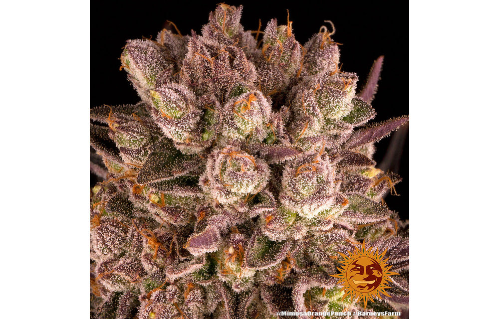 Mimosa x Orange Punch Fem 5 pk
