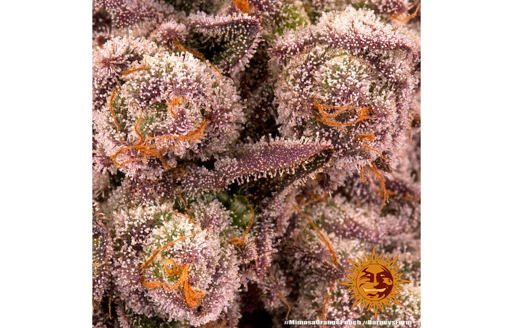 Mimosa x Orange Punch Fem 5 pk