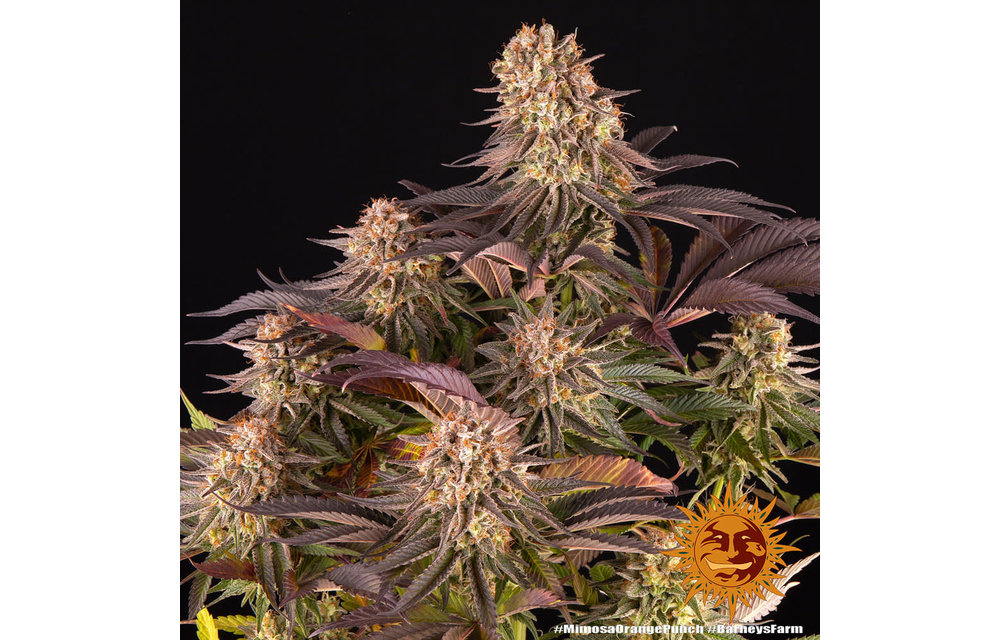 Mimosa x Orange Punch Fem 5 pk