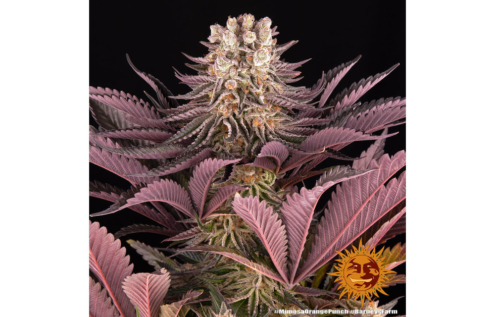 Mimosa x Orange Punch Fem 5 pk