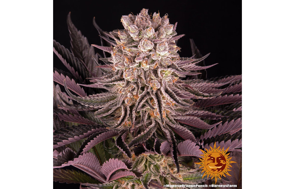 Mimosa x Orange Punch Fem 5 pk