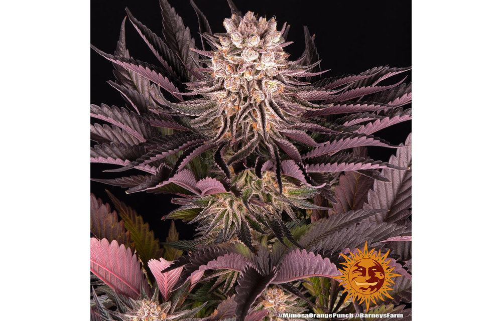 Mimosa x Orange Punch Fem 5 pk