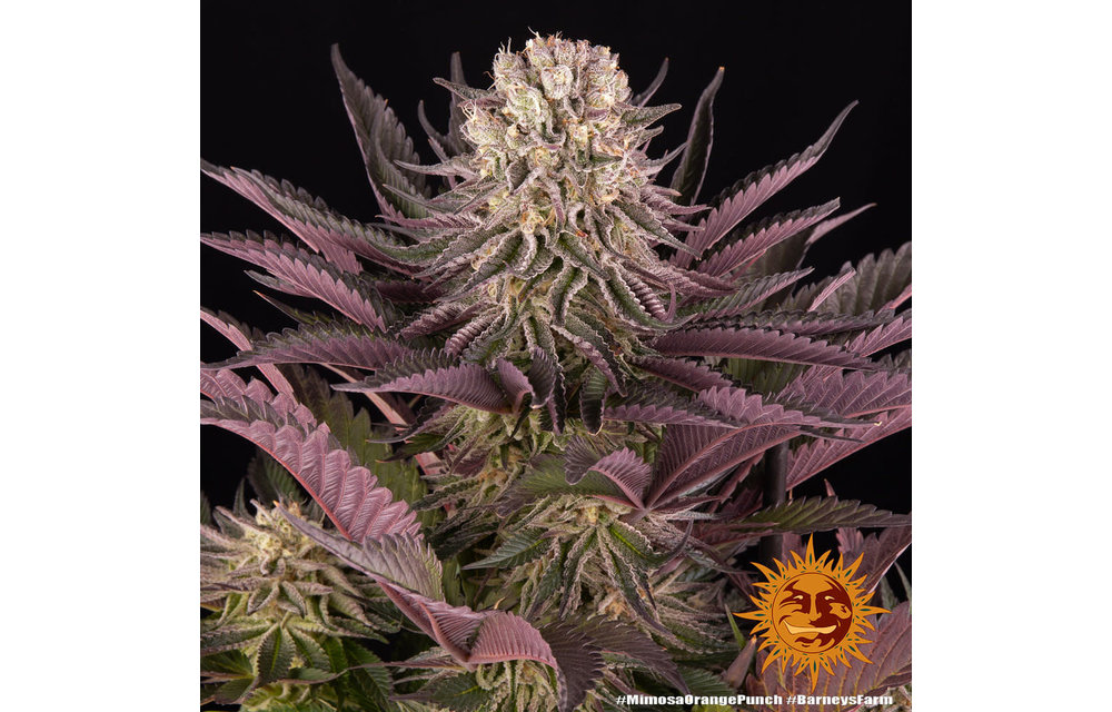 Mimosa x Orange Punch Fem 5 pk
