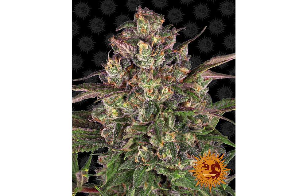 Peyote Critical Fem 5 pk