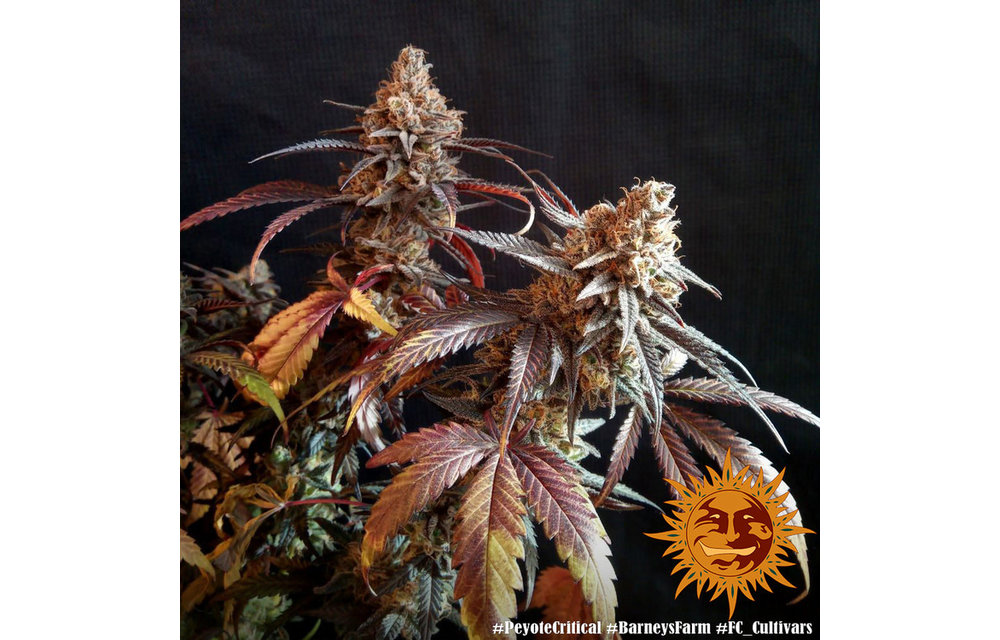 Peyote Critical Fem 5 pk