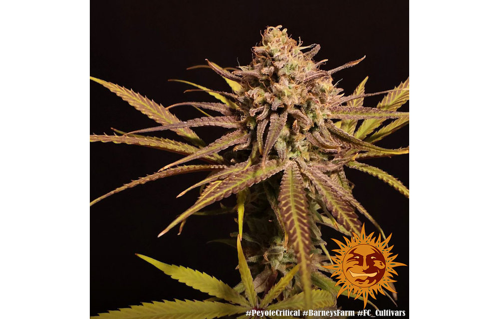 Peyote Critical Fem 5 pk