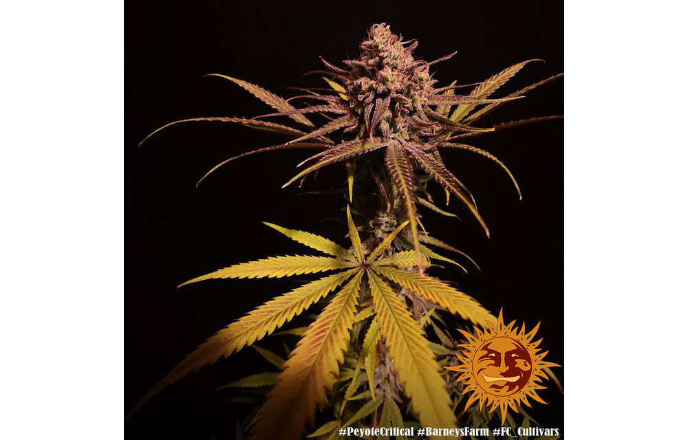 Peyote Critical Fem 5 pk
