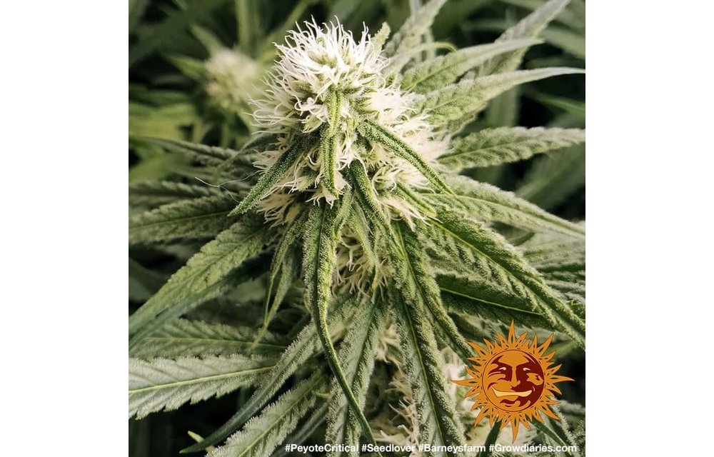Peyote Critical Fem 5 pk