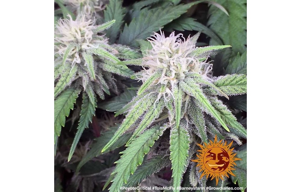Peyote Critical Fem 5 pk