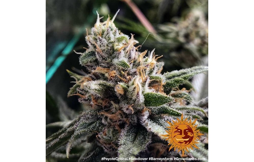 Peyote Critical Fem 5 pk