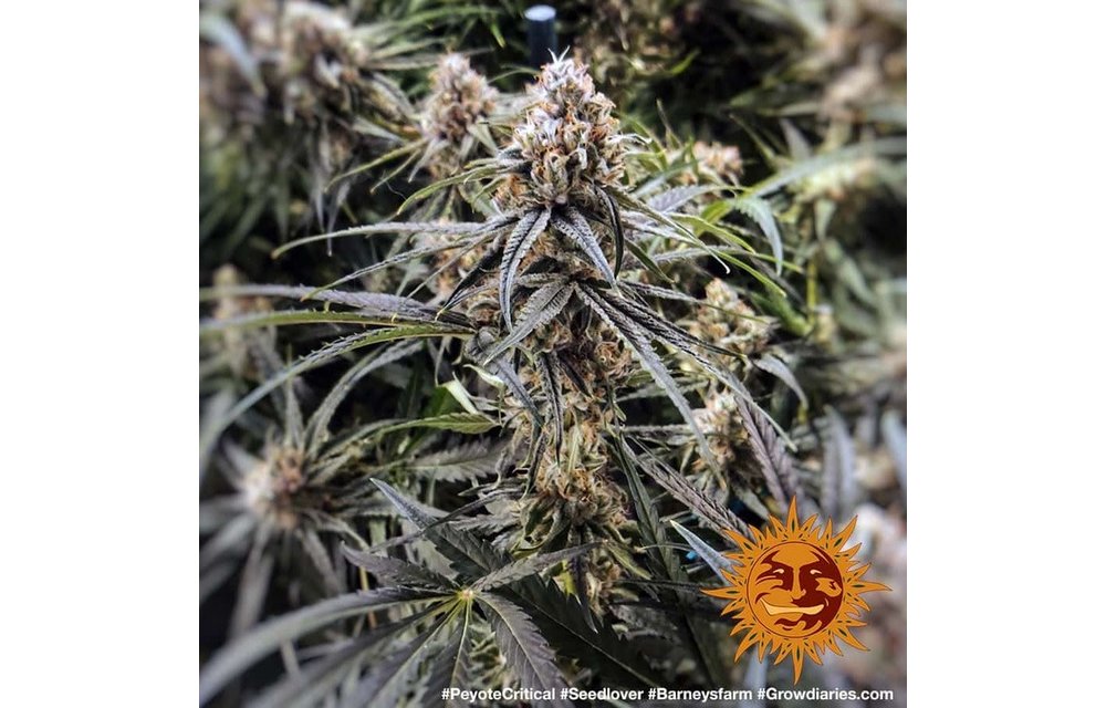 Peyote Critical Fem 5 pk