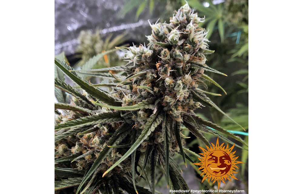 Peyote Critical Fem 5 pk