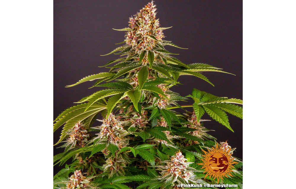 Pink Kush Fem 5 pk