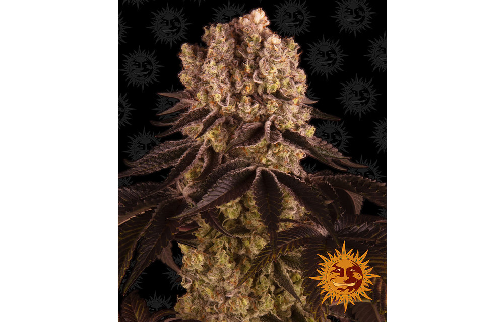 Purple Punch Fem 5 pk