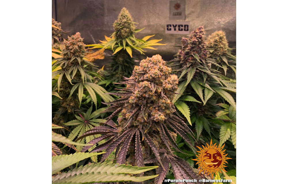 Purple Punch Fem 5 pk