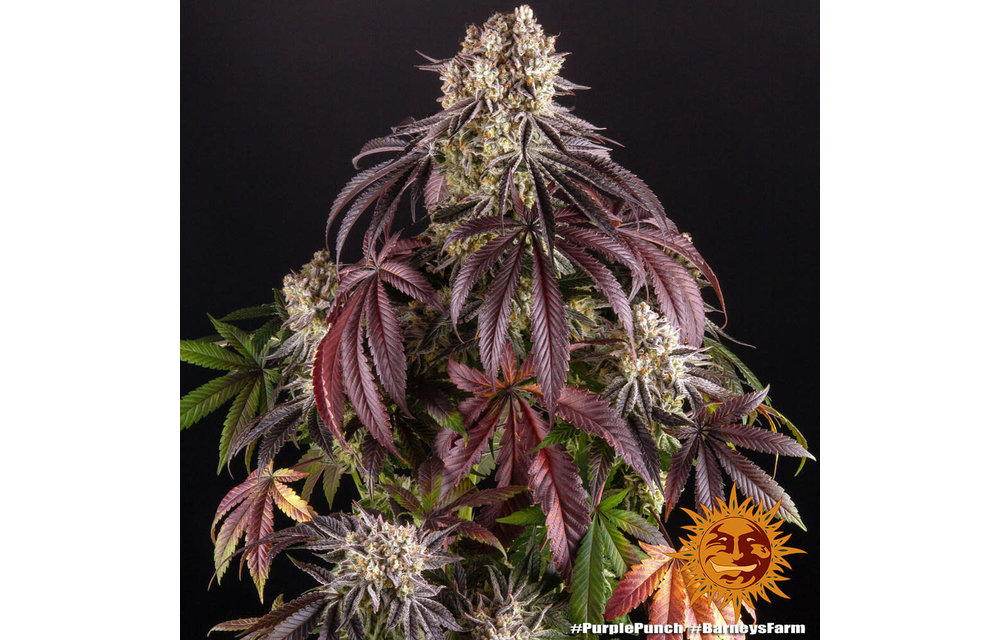 Purple Punch Fem 5 pk