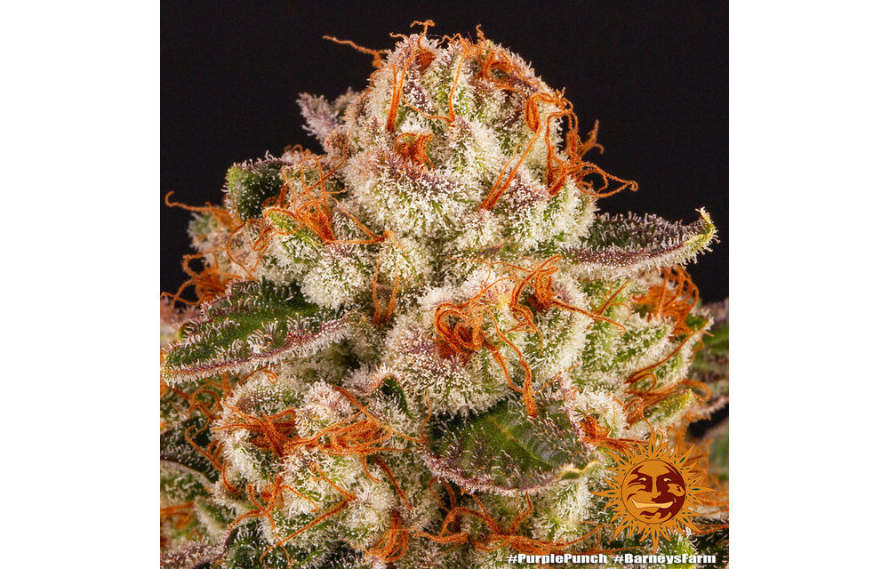 Purple Punch Fem 5 pk
