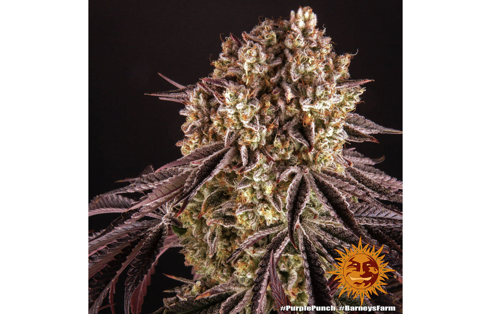 Purple Punch Fem 5 pk