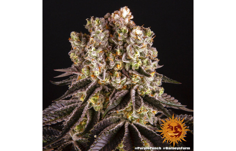 Purple Punch Fem 5 pk