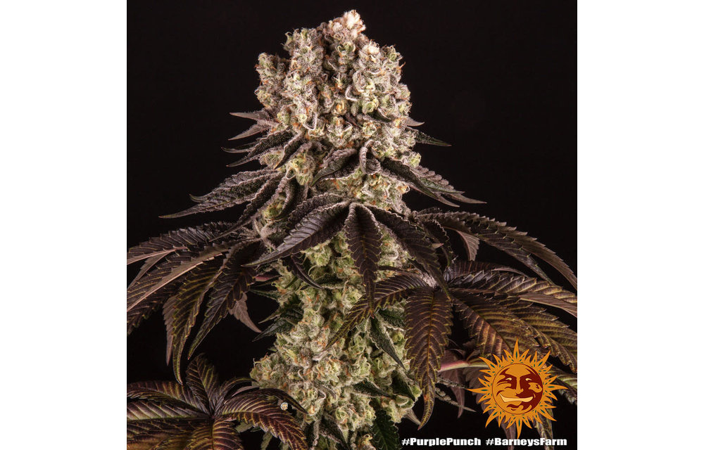 Purple Punch Fem 5 pk