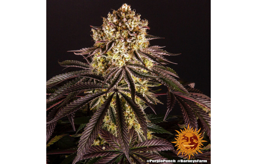 Purple Punch Fem 5 pk