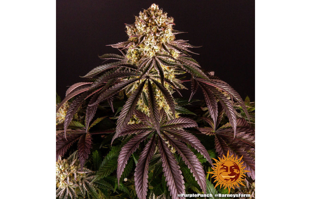 Purple Punch Fem 5 pk