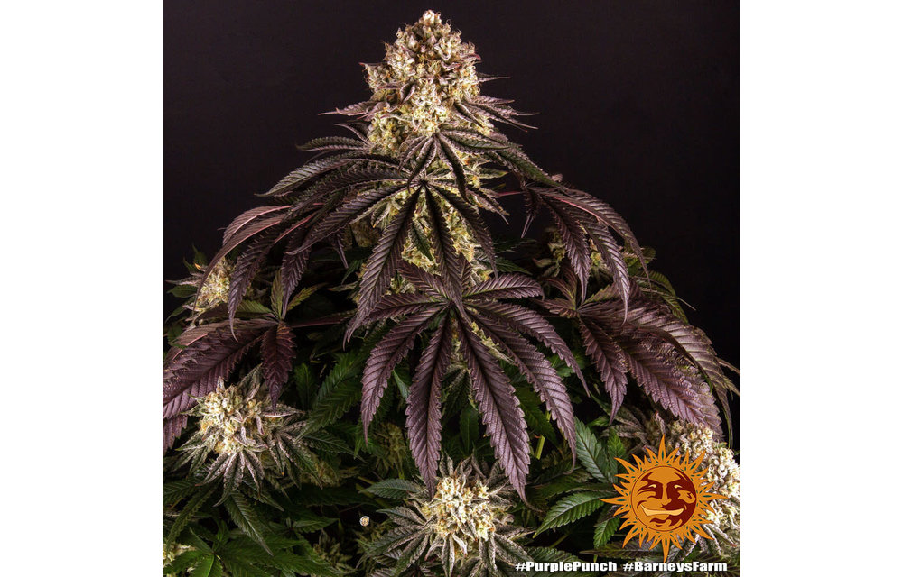 Purple Punch Fem 5 pk