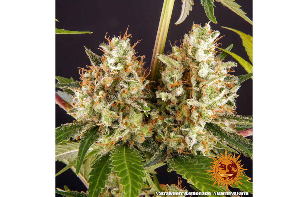 Strawberry Lemonade Fem 5 pk