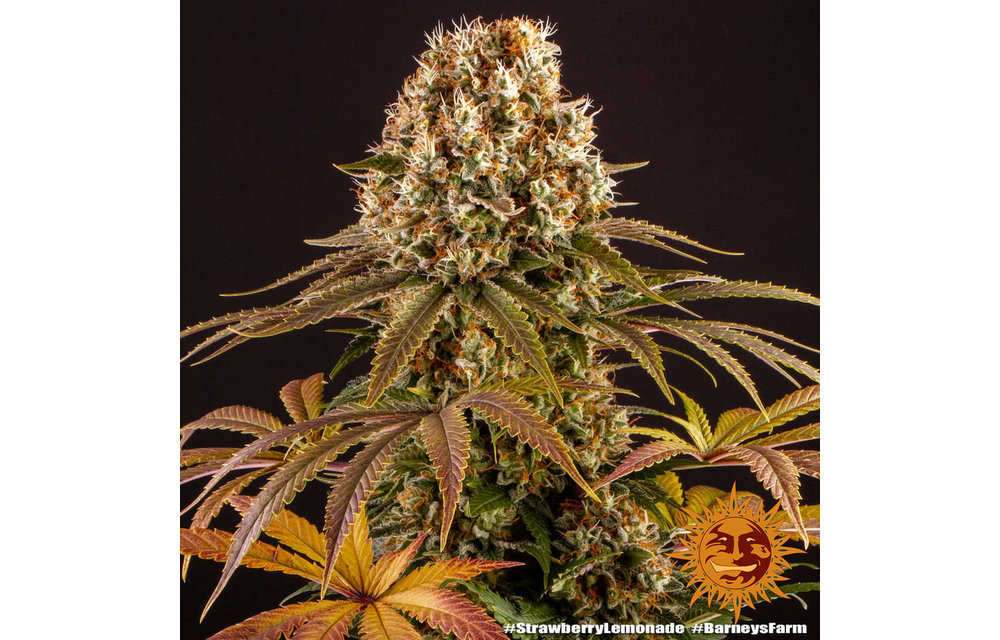Strawberry Lemonade Fem 5 pk